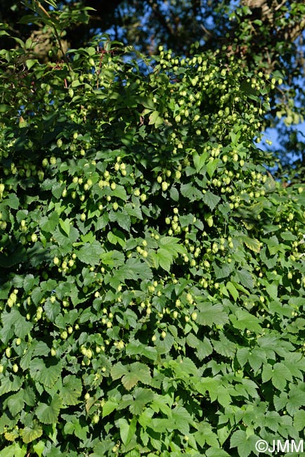 Humulus lupulus