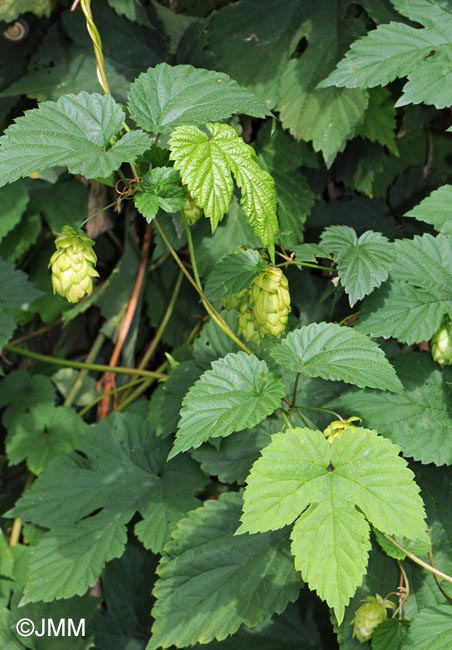 Humulus lupulus