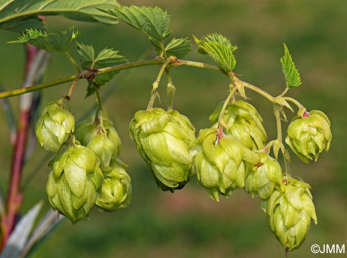 Humulus lupulus