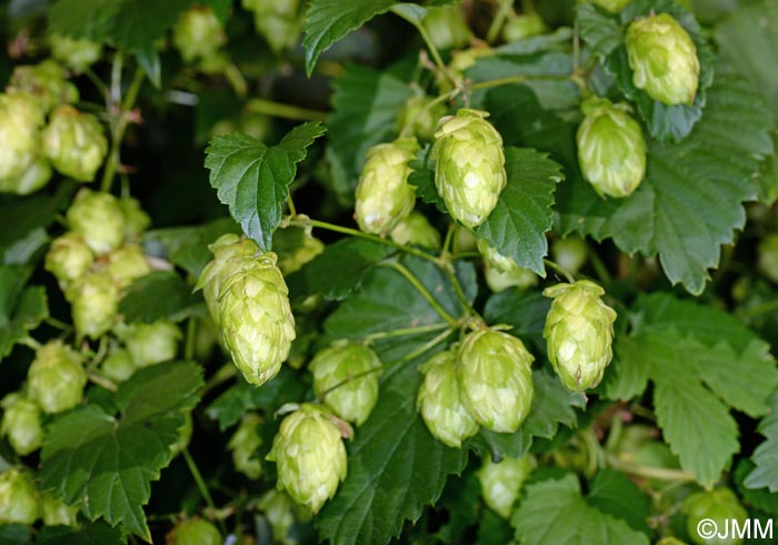 Humulus lupulus