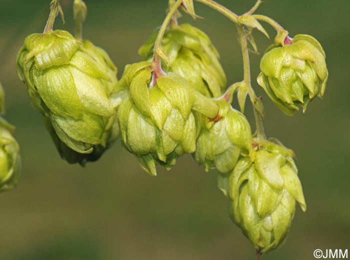 Humulus lupulus