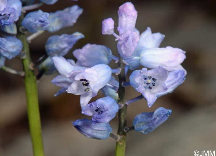 Hyacinthella dalmatica