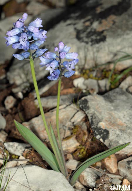 Hyacinthella dalmatica