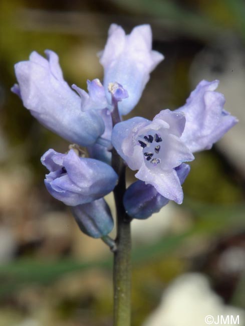 Hyacinthella dalmatica