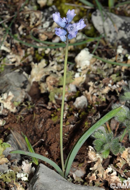 Hyacinthella dalmatica