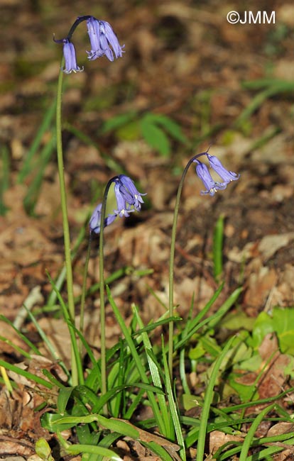 Hyacinthoides non-scripta