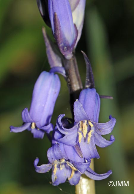 Hyacinthoides non-scripta