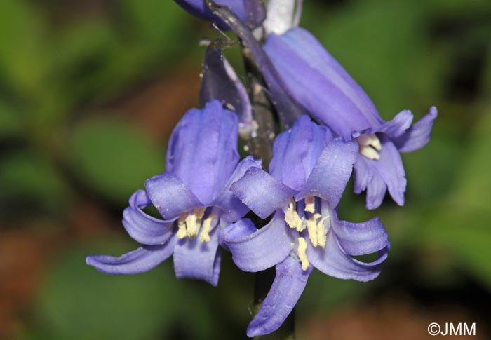 Hyacinthoides non-scripta