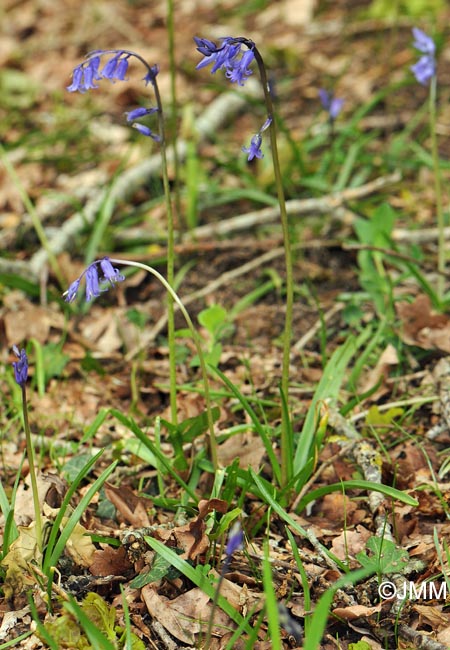 Hyacinthoides non-scripta