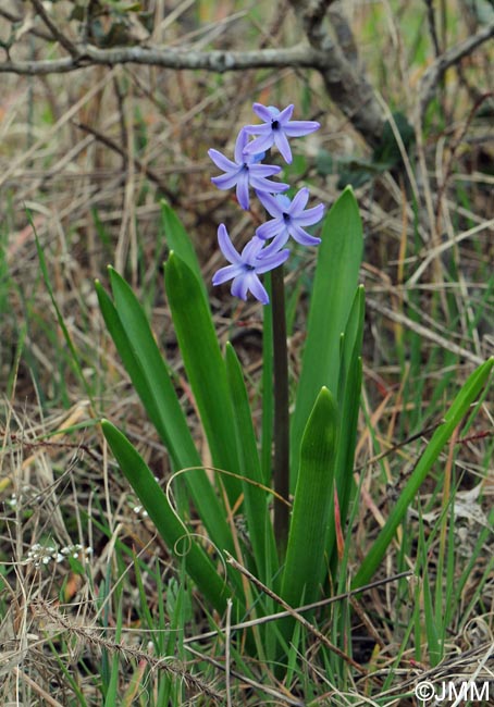 Hyacinthus orientalis