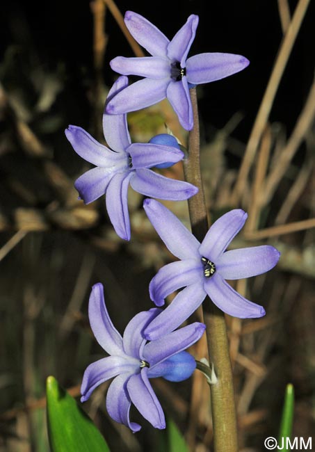 Hyacinthus orientalis