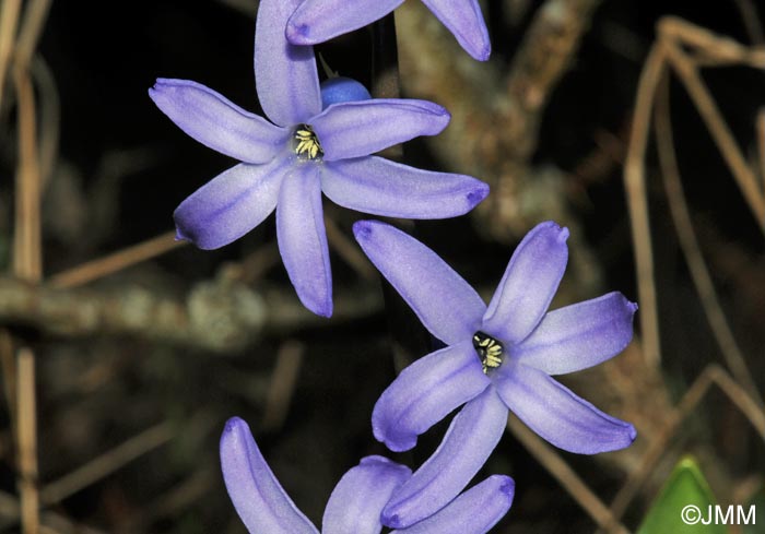 Hyacinthus orientalis