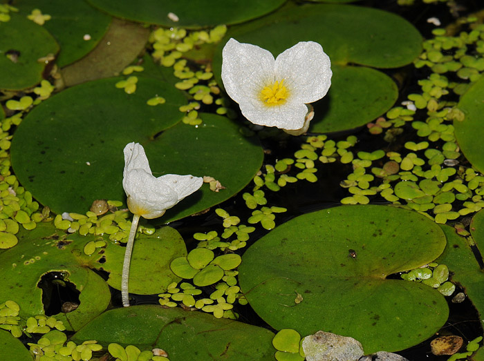 Hydrocharis morsus-ranae