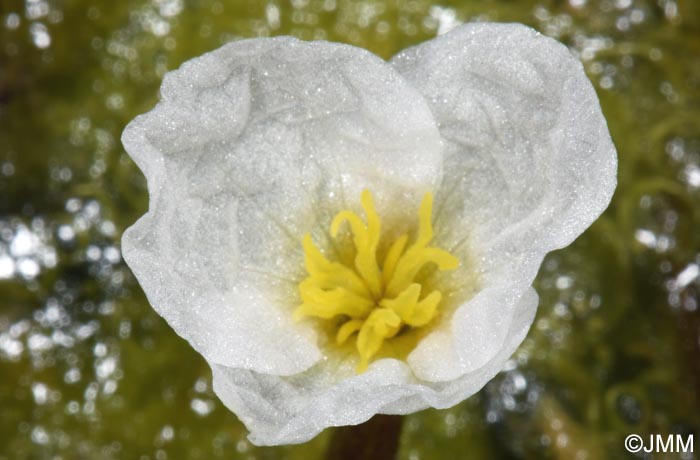 Hydrocharis morsus-ranae