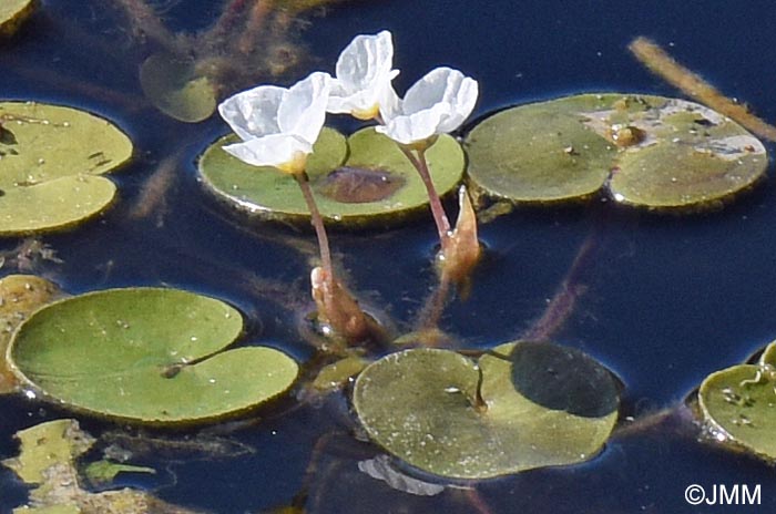 Hydrocharis morsus-ranae