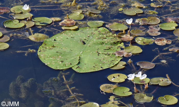 Hydrocharis morsus-ranae