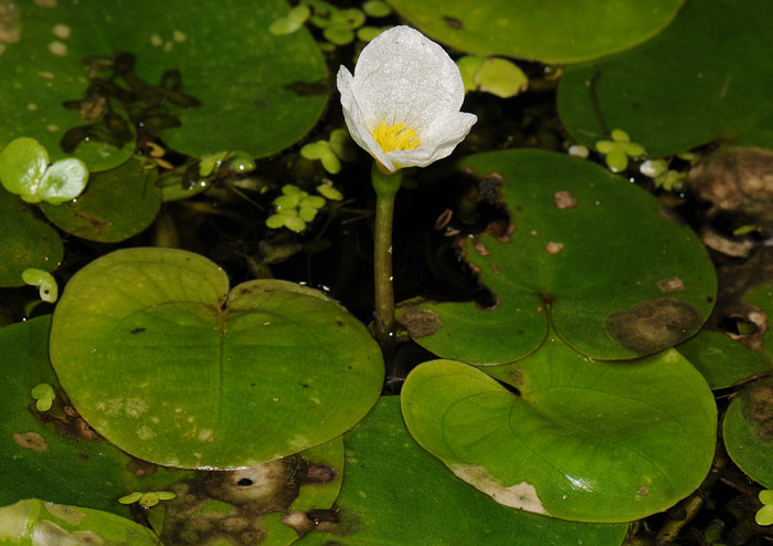 Hydrocharis morsus-ranae