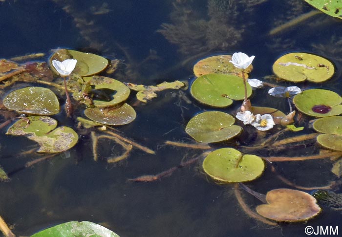 Hydrocharis morsus-ranae