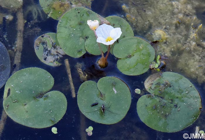 Hydrocharis morsus-ranae