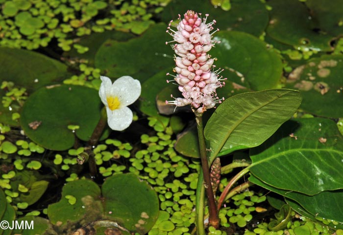 Hydrocharis morsus-ranae & Persicaria amphibia