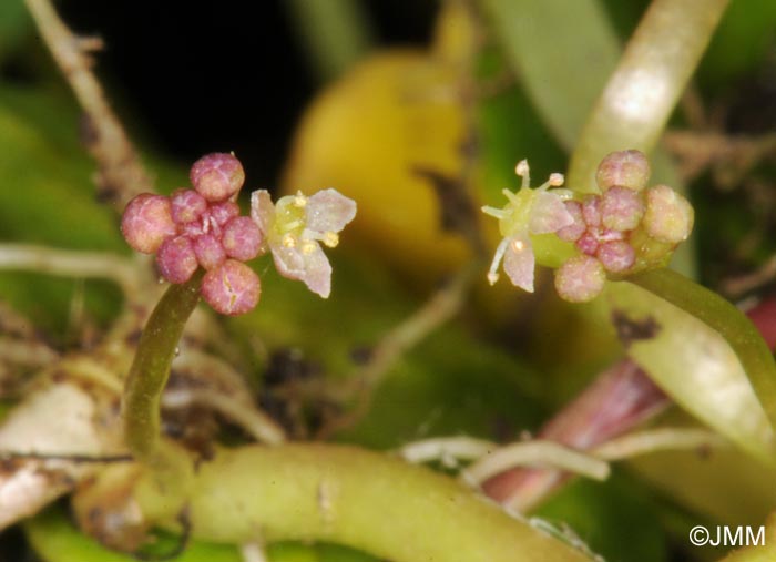 Hydrocotyle vulgaris