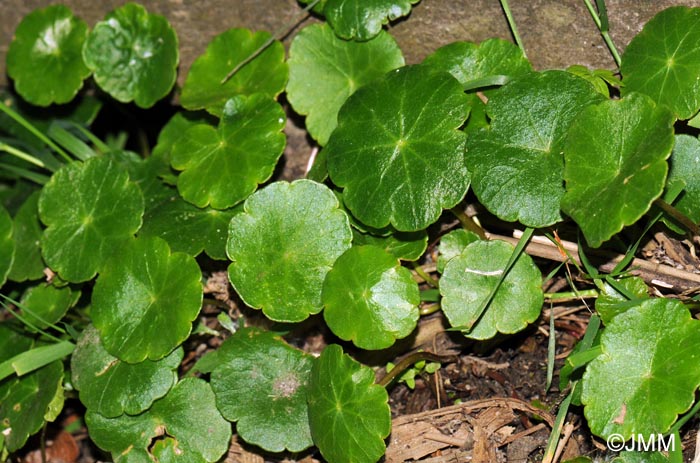 Hydrocotyle vulgaris