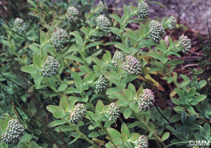 Hylotelephium anacampseros = Sedum anacampseros