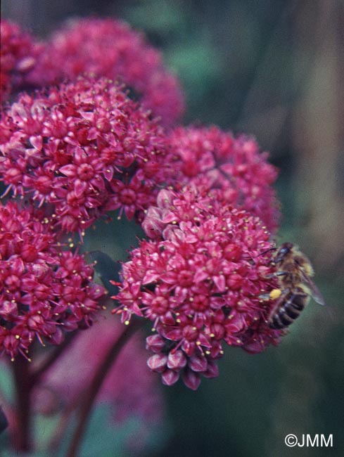 Hylotelephium telephium