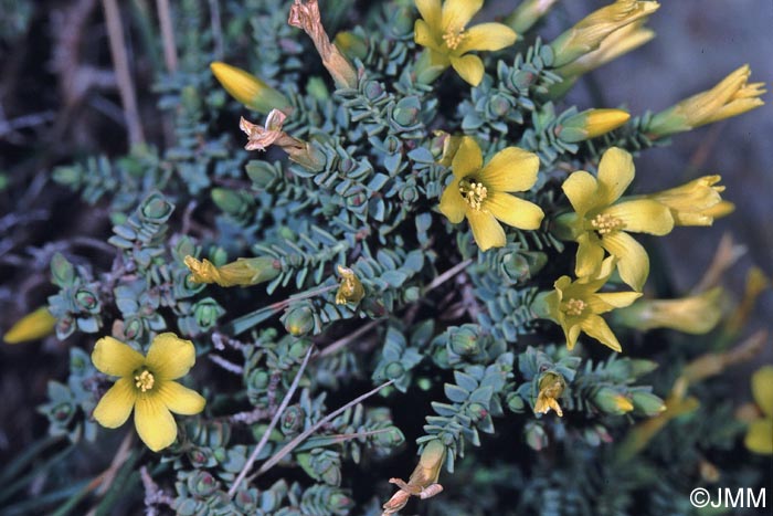 Hypericum aegypticum subsp. webbii