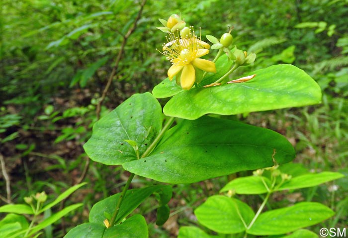 Hypericum androsaemum