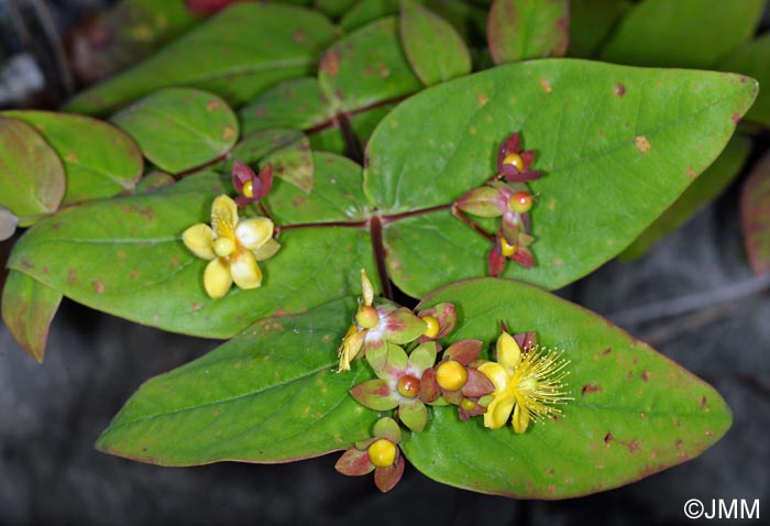 Hypericum androsaemum