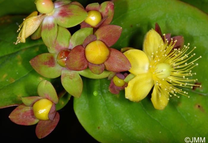 Hypericum androsaemum