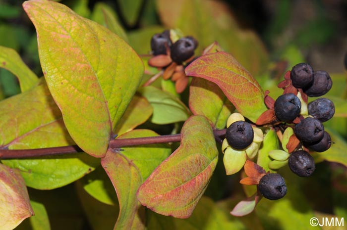 Hypericum androsaemum