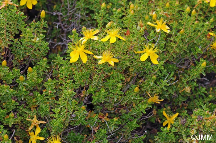 Hypericum balearicum