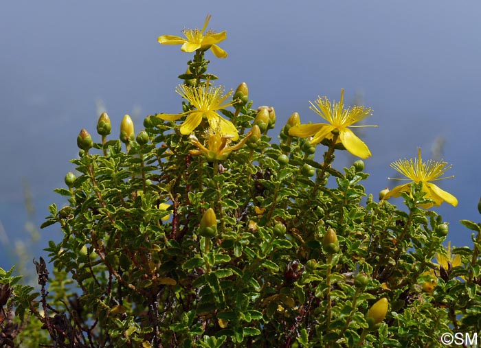 Hypericum balearicum