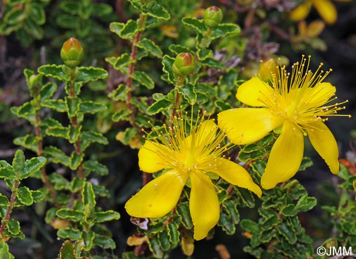 Hypericum balearicum