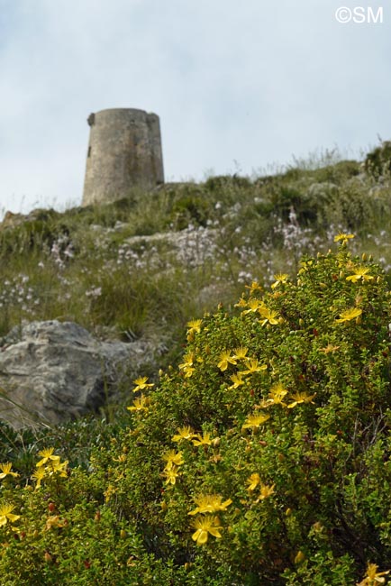 Hypericum balearicum