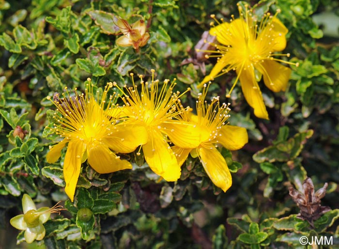 Hypericum balearicum