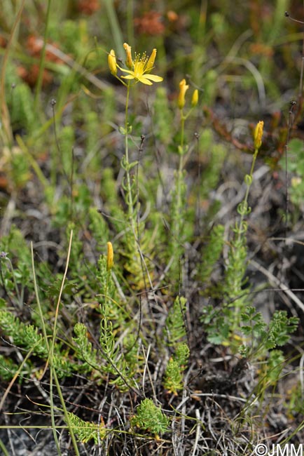 Hypericum coris