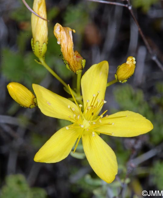 Hypericum coris