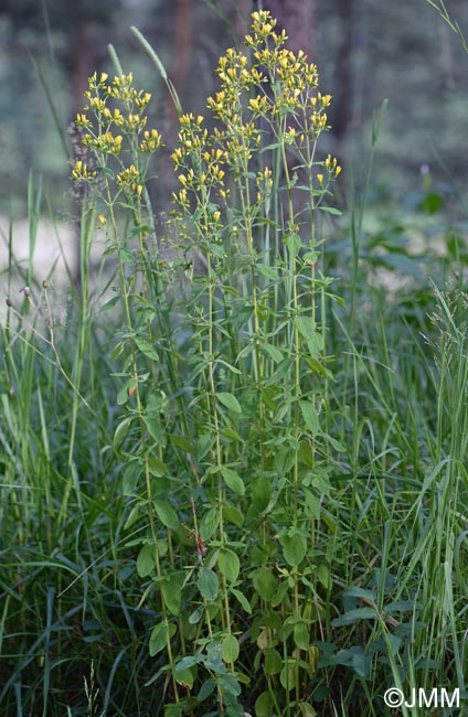 Hypericum hirsutum