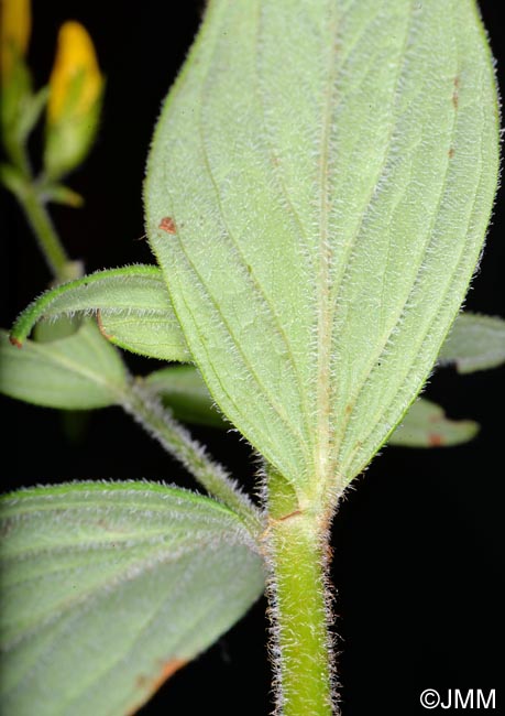 Hypericum hirsutum