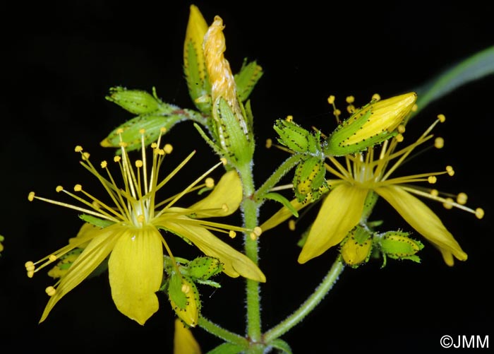 Hypericum hirsutum