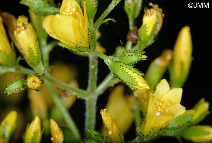 Hypericum hirsutum