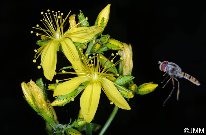 Hypericum hirsutum