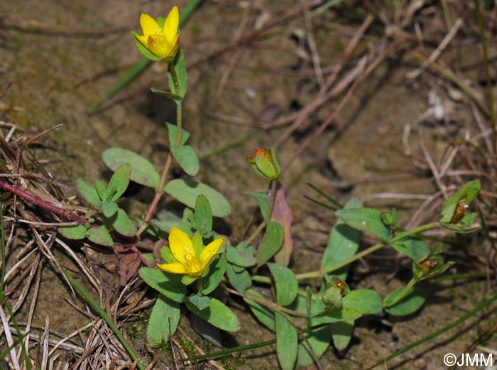 Hypericum humifusum