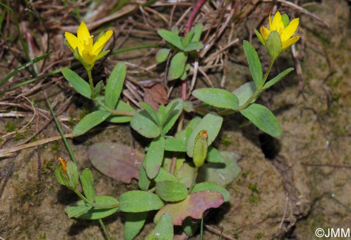 Hypericum humifusum