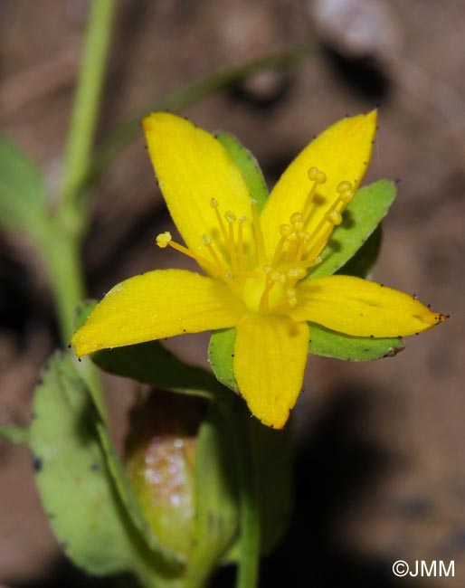 Hypericum humifusum