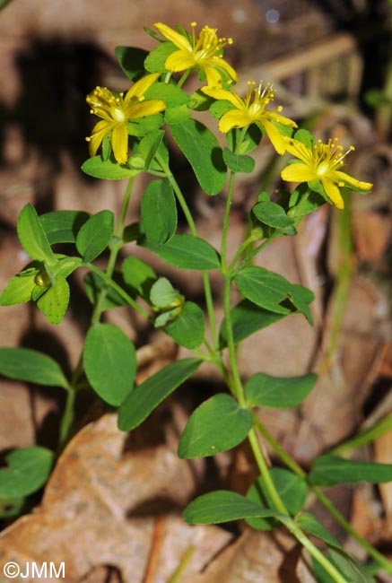 Hypericum humifusum