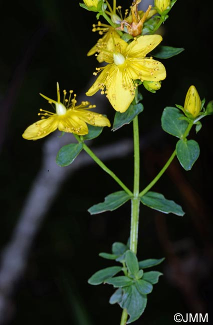 Hypericum maculatum subsp. obtusiusculum